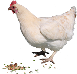 湖北荷香水美生态农业有限公司_湖北鸡蛋|蛋鸡养殖|幼鸡养殖